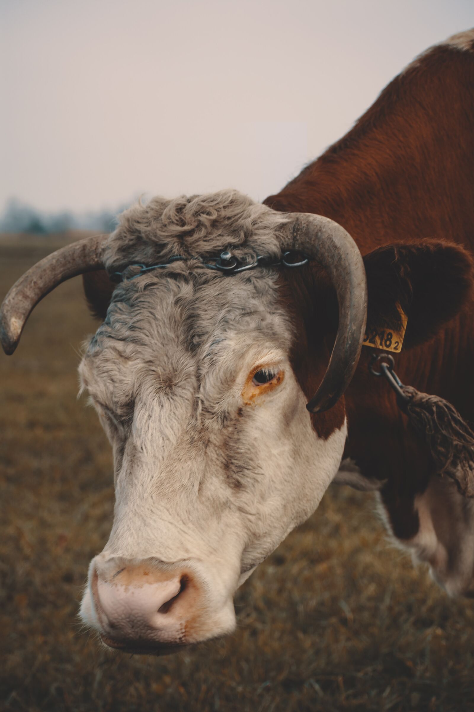 Nikon D7100 sample photo. Cow, fudge, animal photography