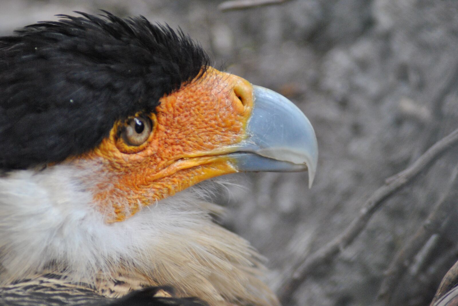 Nikon D3000 sample photo. Aguila, ave, peak photography