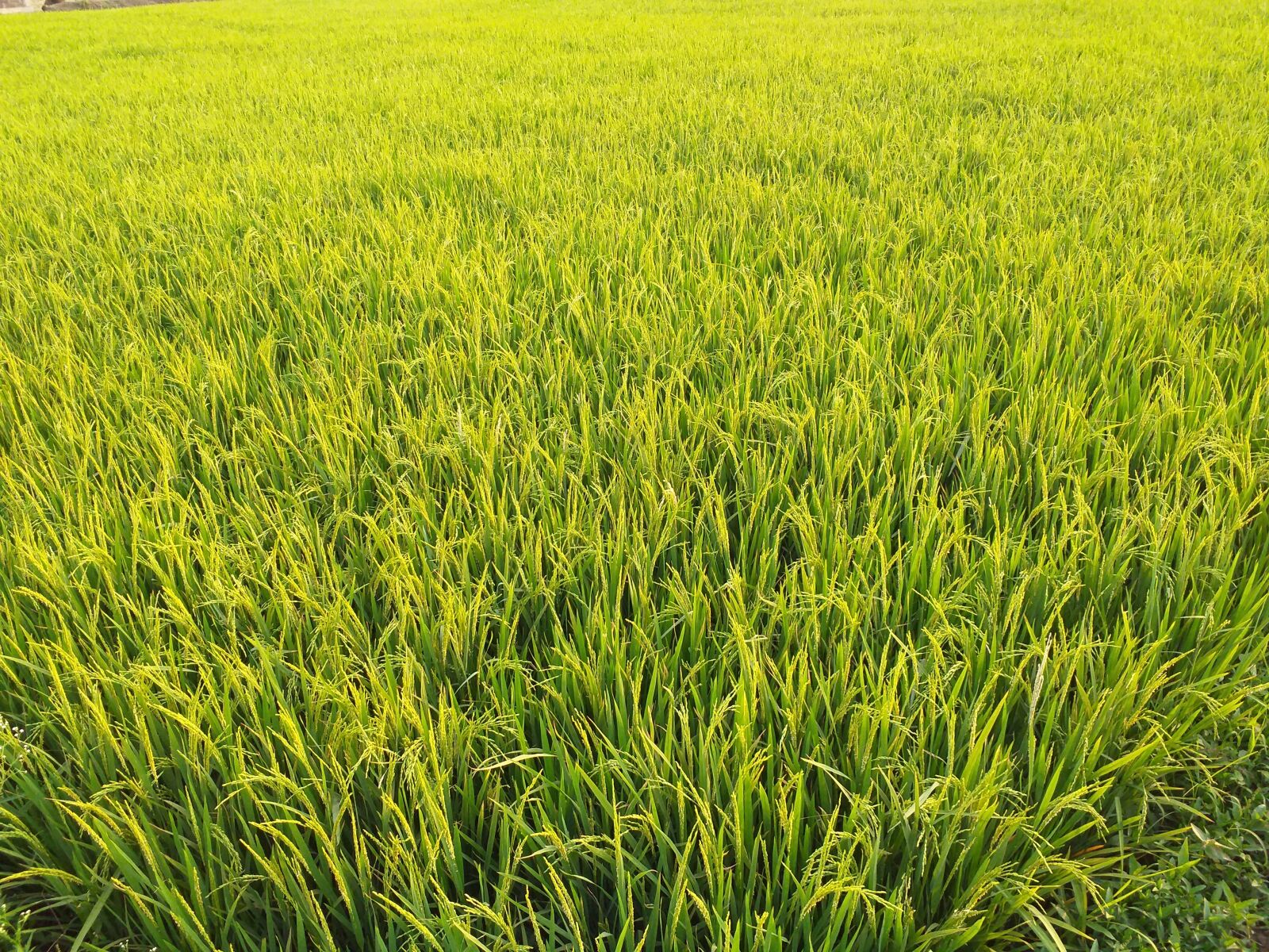 Samsung Galaxy J6+ sample photo. Paddy, farm, rice photography