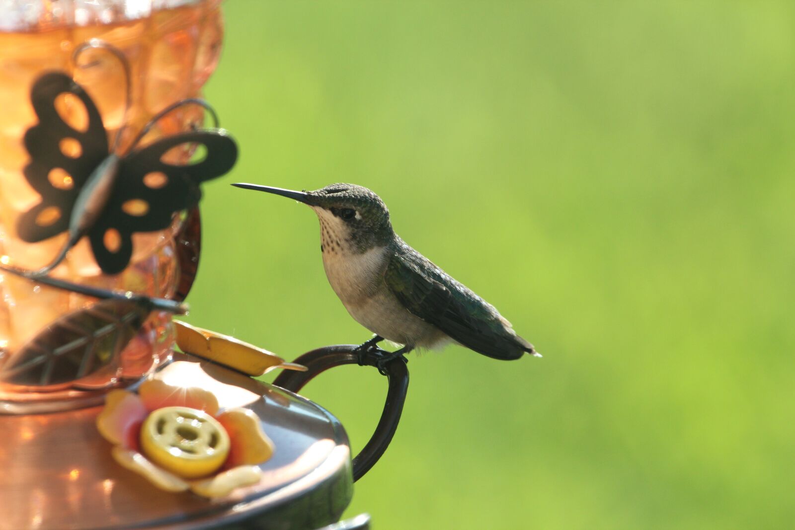 Canon EOS 550D (EOS Rebel T2i / EOS Kiss X4) sample photo. Bird, hummingbird, wildlife photography