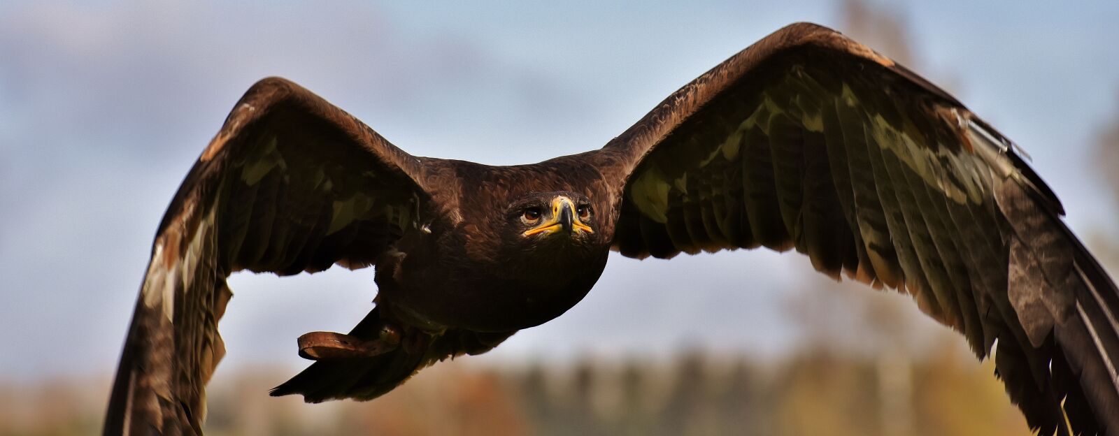Nikon D7200 sample photo. Adler, raptor, bird of photography