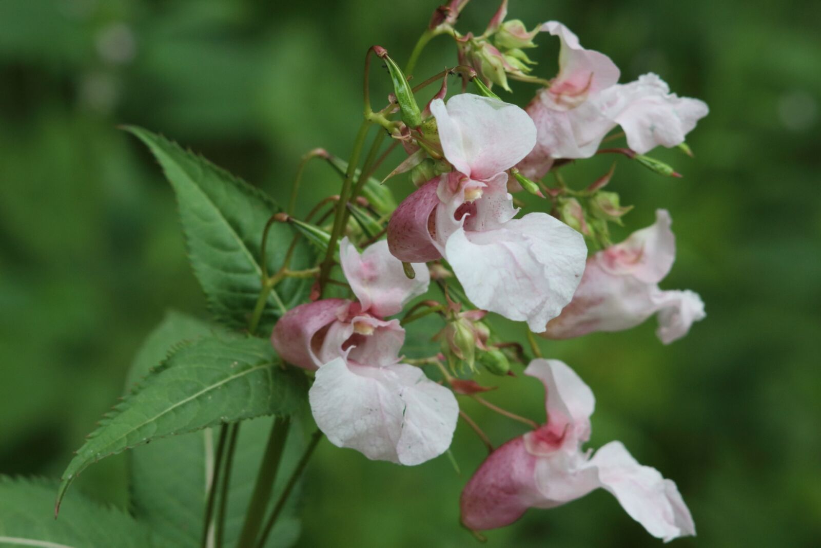 Canon EOS 1200D (EOS Rebel T5 / EOS Kiss X70 / EOS Hi) sample photo. Flower, nature, plant photography