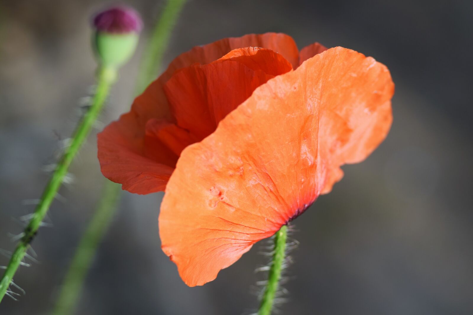 Nikon D5300 sample photo. Poppy, red, field photography