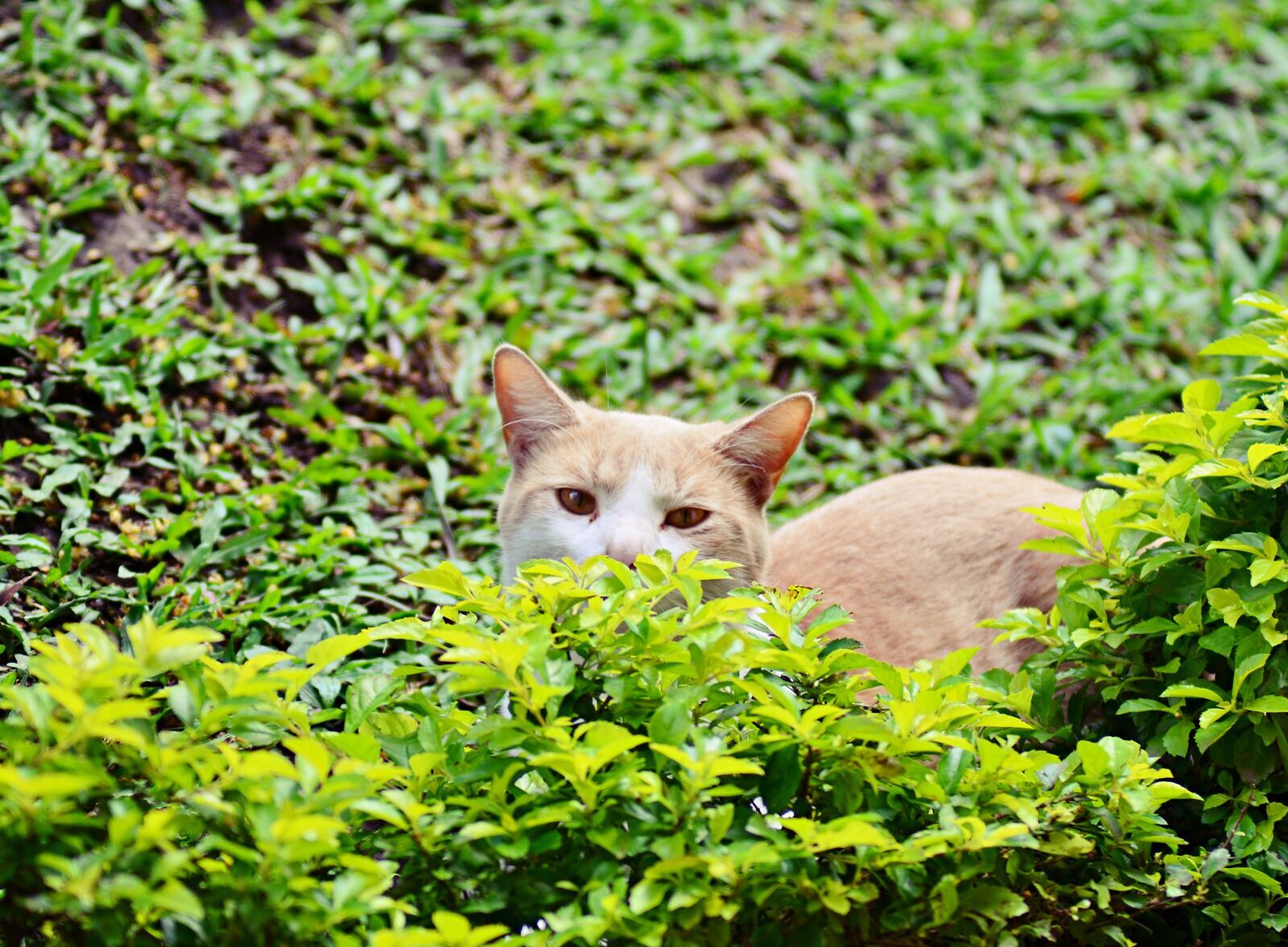 Nikon D5100 sample photo. Cat, escondido, pets photography