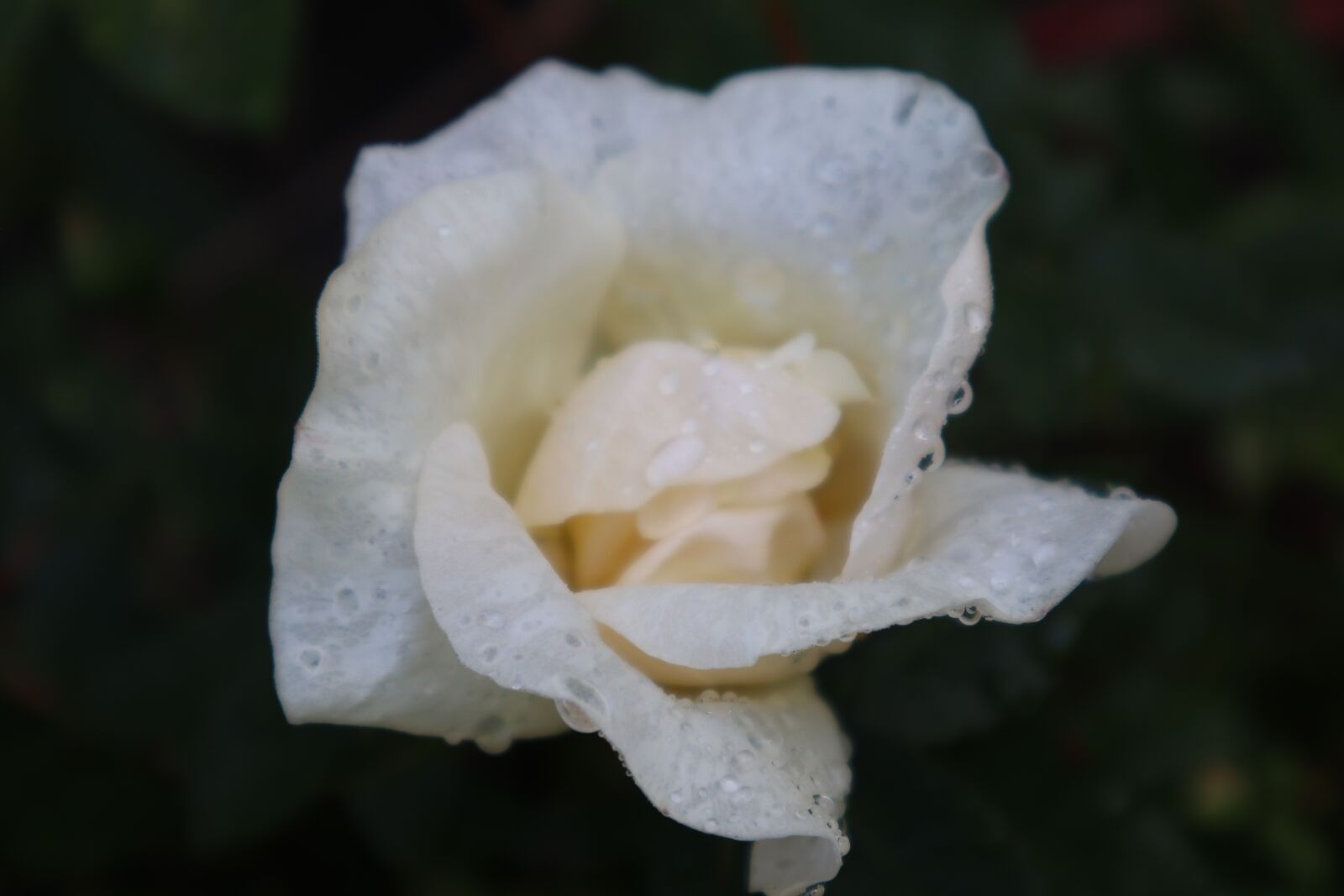 Canon EF-M 15-45mm F3.5-6.3 IS STM sample photo. Flower, rose, white photography