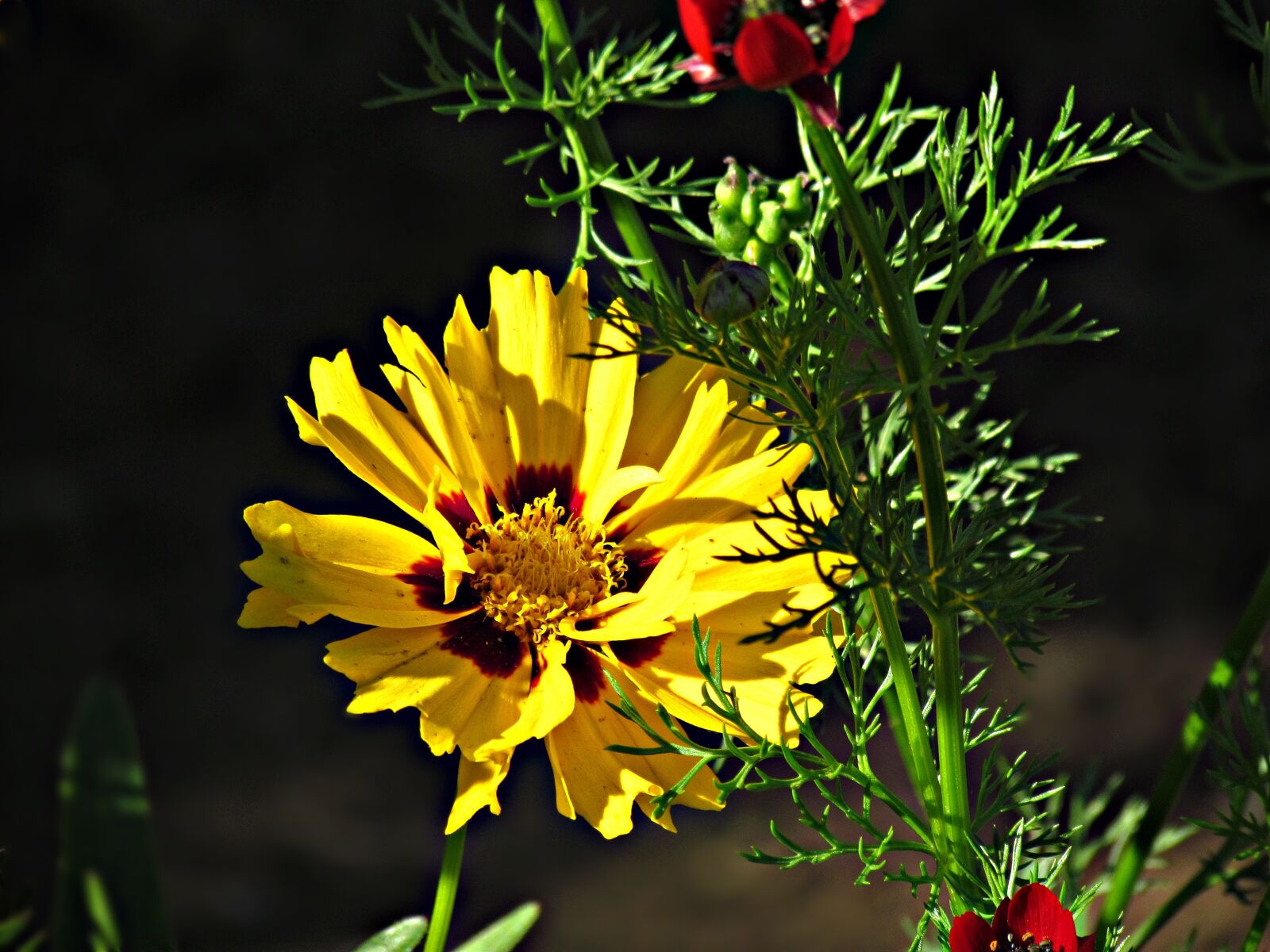 Canon PowerShot SX30 IS sample photo. Flowers, yellow, summer photography