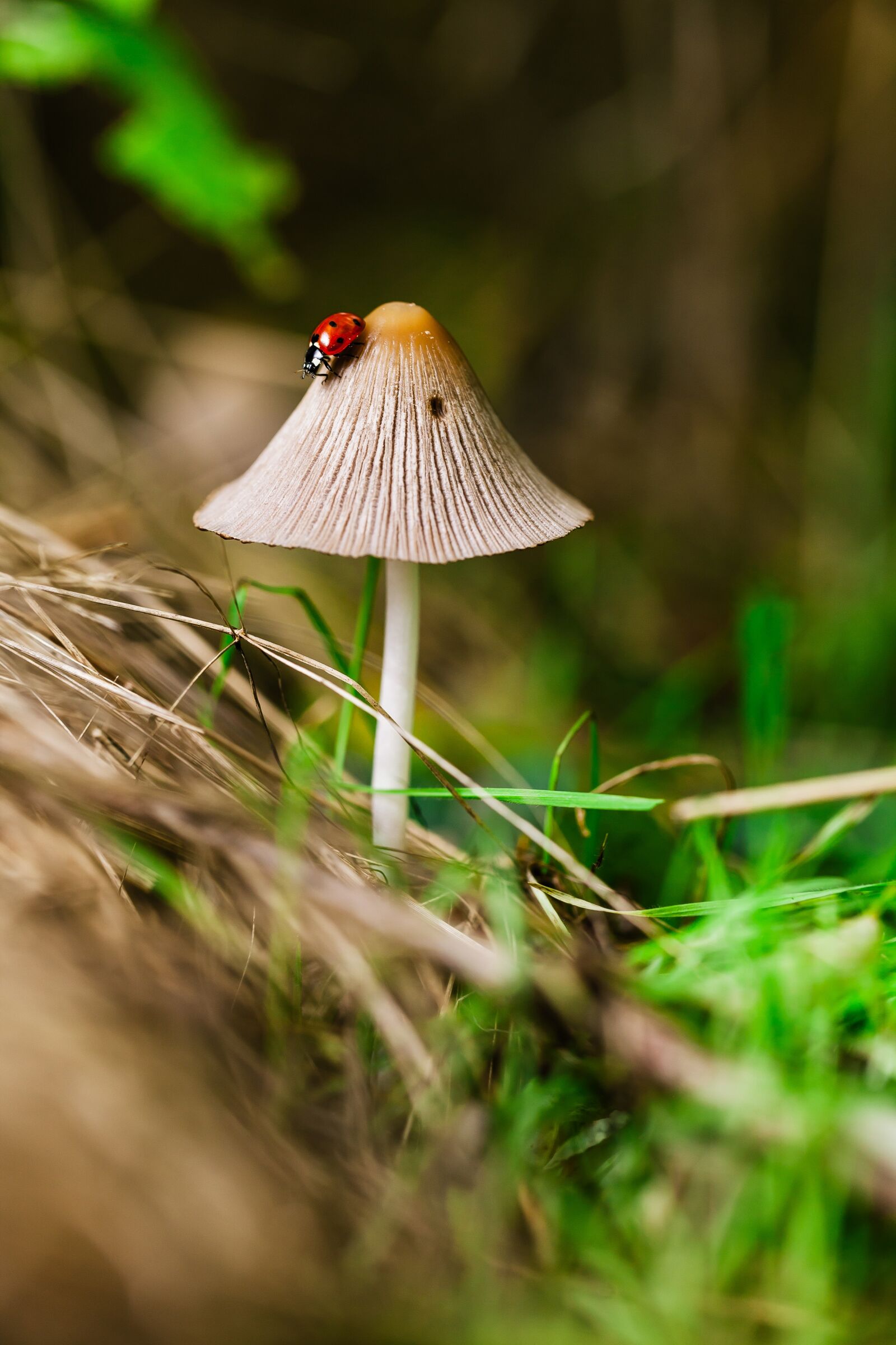 Canon EF 100mm F2.8L Macro IS USM sample photo. Mushroom, ladybug, ladybird photography