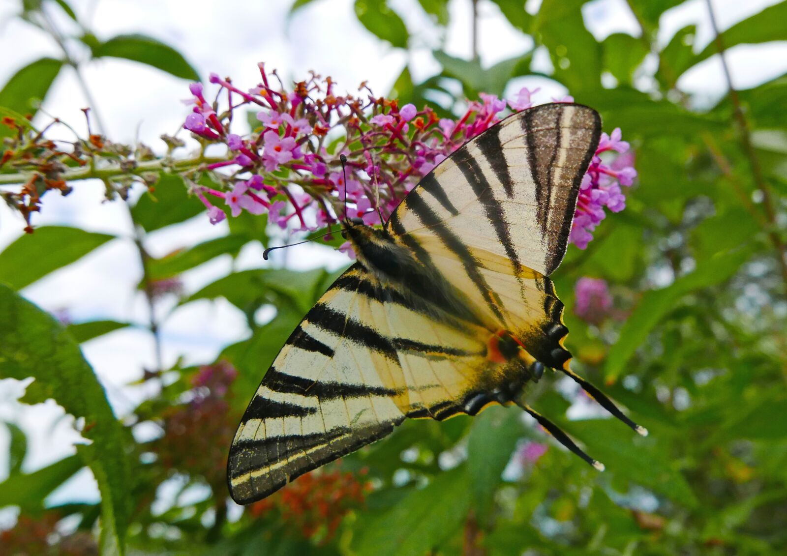 Panasonic Lumix DMC-LX100 sample photo. Nature, butterfly, swallowtail fruit photography