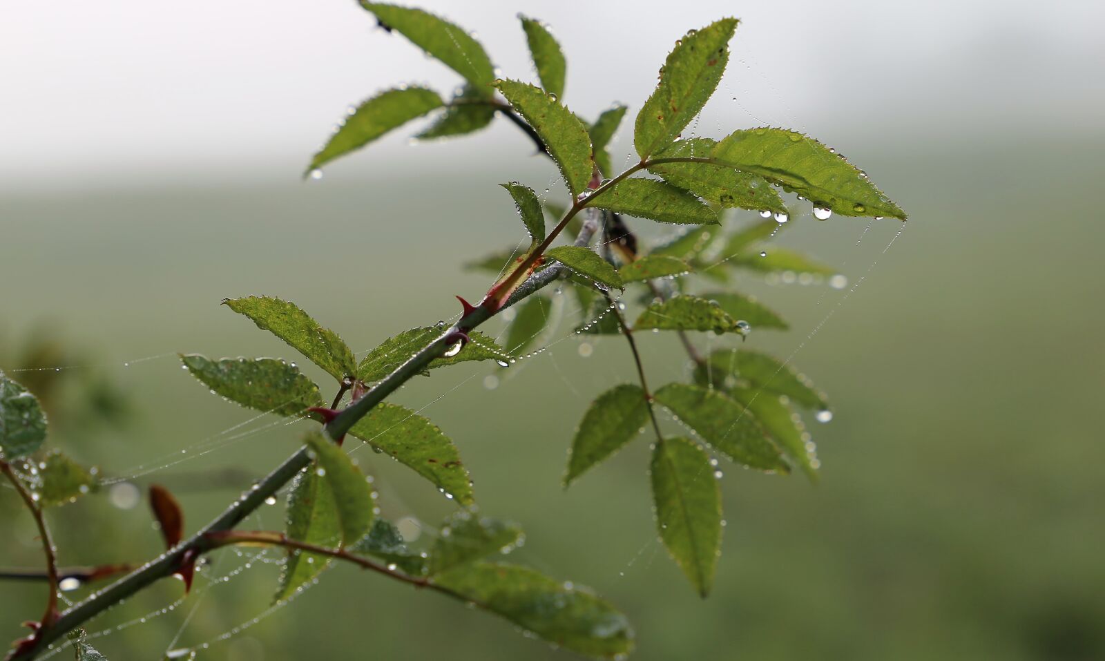 Canon EOS 6D sample photo. Branch, leaves, water drops photography