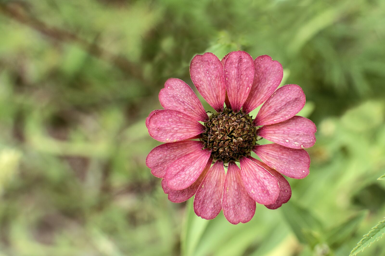 Nikon D7100 sample photo. Nature, flower, plant photography