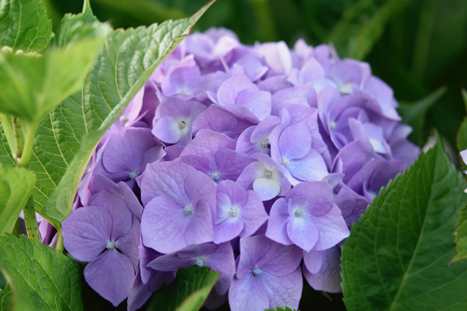 Nikon D5600 sample photo. Flower, flowers, flowers hydrangea photography