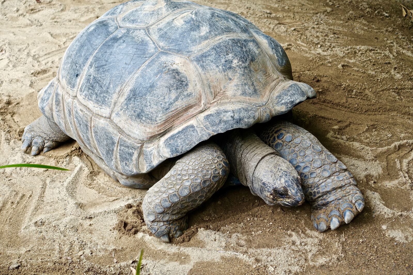 Sony Cyber-shot DSC-RX100 III sample photo. Tortoise, shell, giant photography