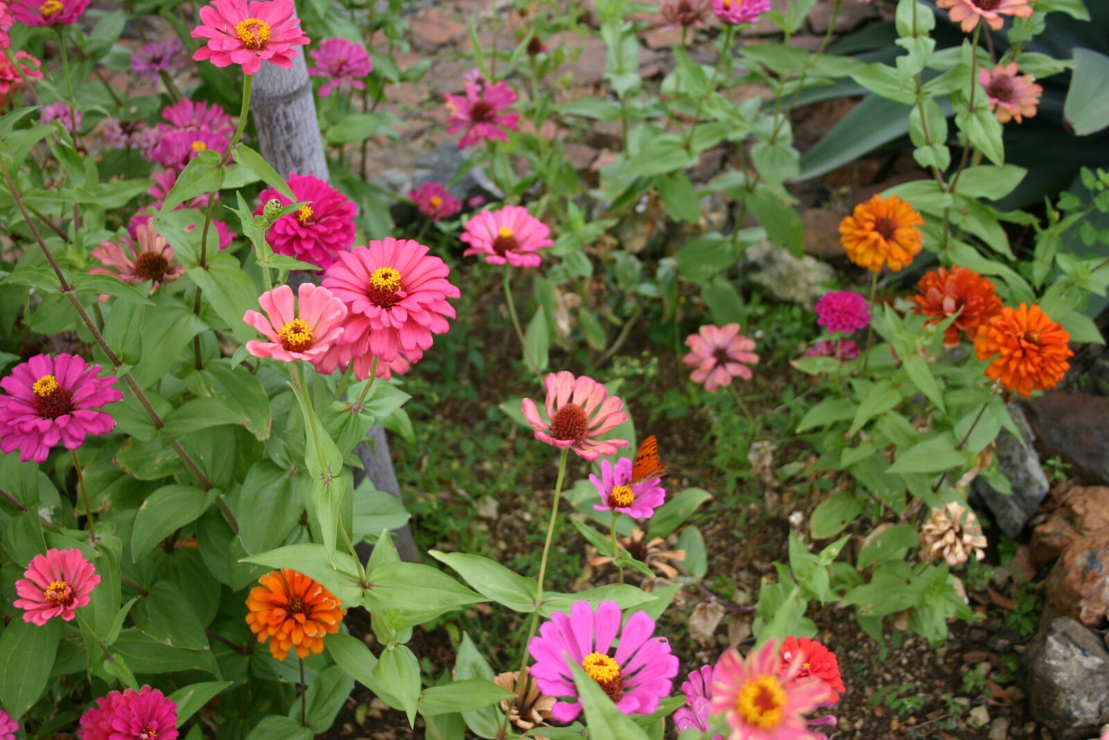 Canon EOS 300D (EOS Digital Rebel / EOS Kiss Digital) sample photo. Zenia, flowers, floral photography
