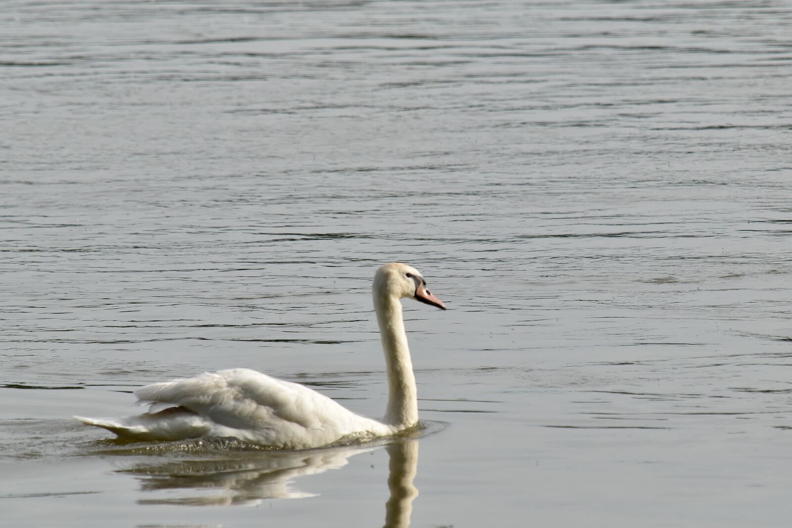Nikon D5500 sample photo. Swan, swimming, bird, wading photography