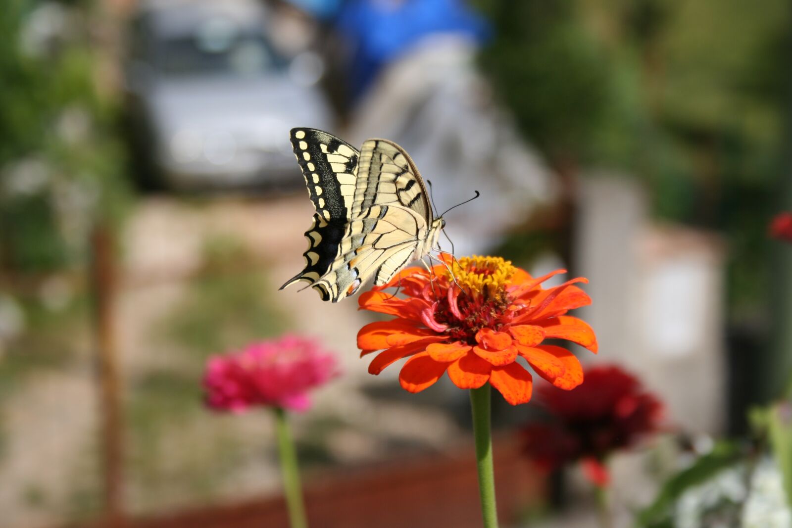 Canon EOS 350D (EOS Digital Rebel XT / EOS Kiss Digital N) sample photo. Butterfly, flower, nature photography