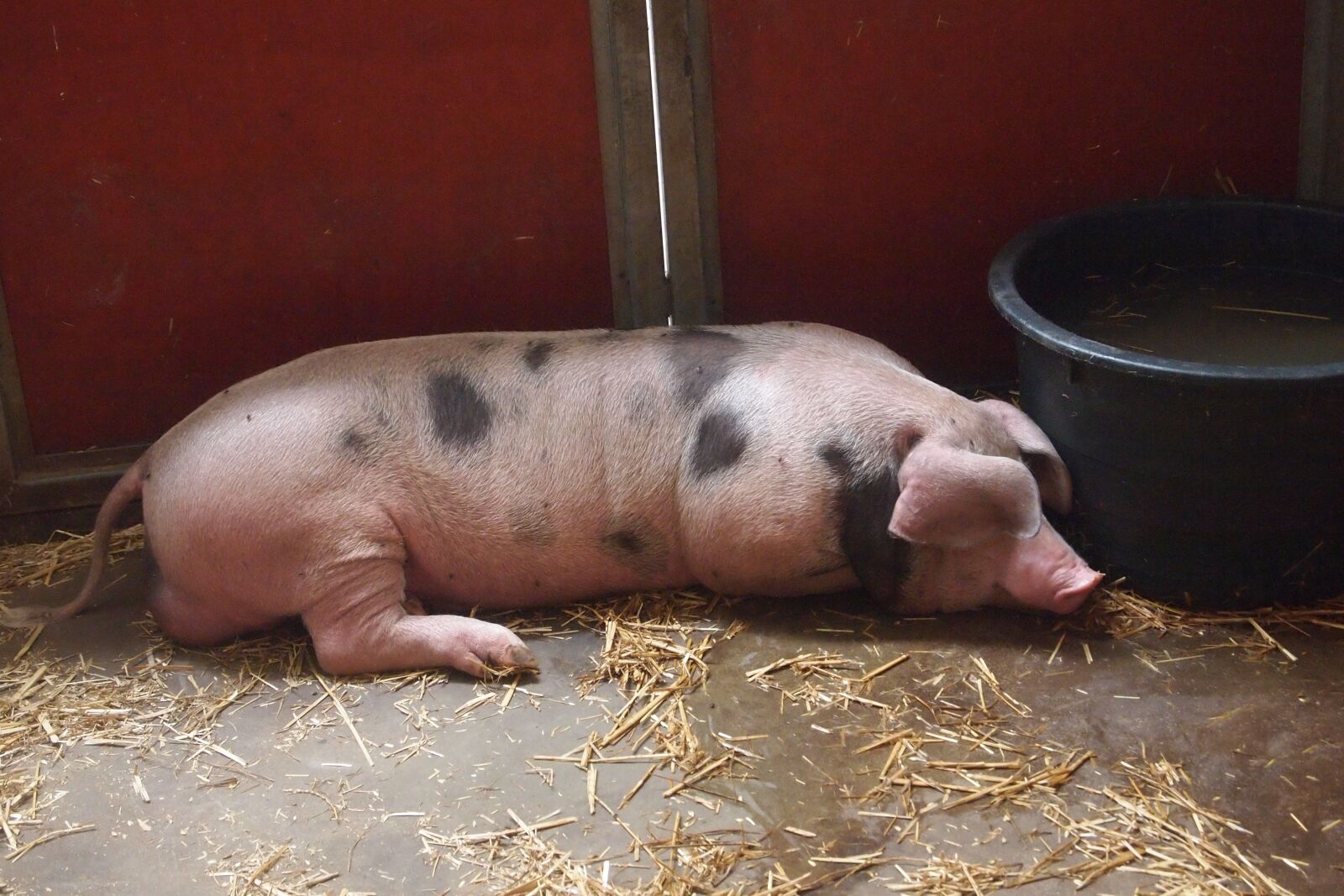 Olympus PEN E-PL1 sample photo. Pig, stable, farm photography