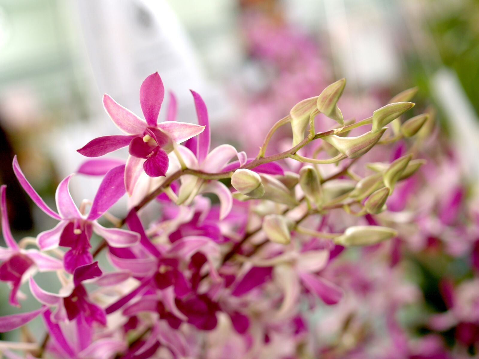 Olympus E-300 (EVOLT E-300) sample photo. Orchid, flower, bright photography