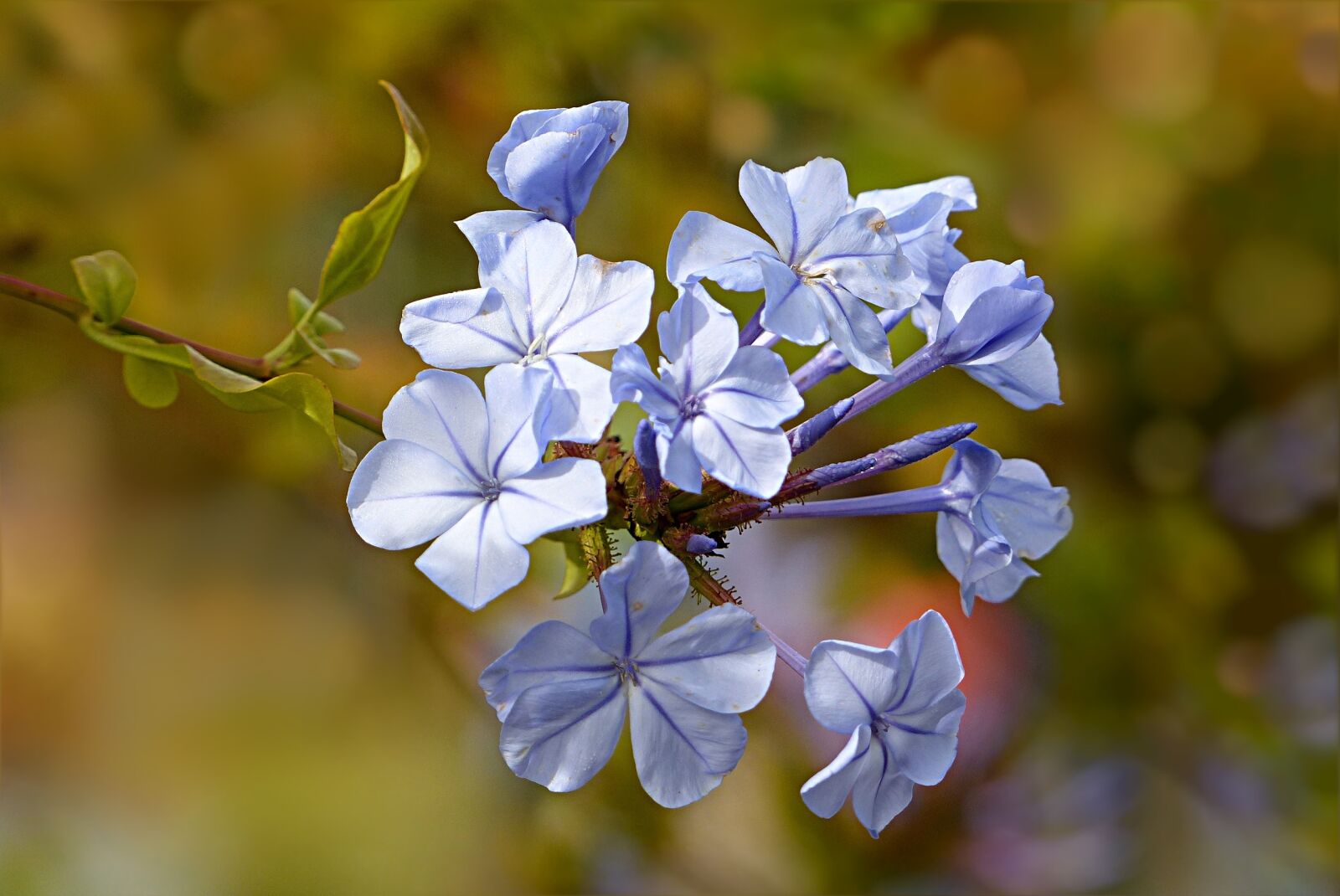 Panasonic Lumix DMC-FZ200 sample photo. Nature, plant, flower photography