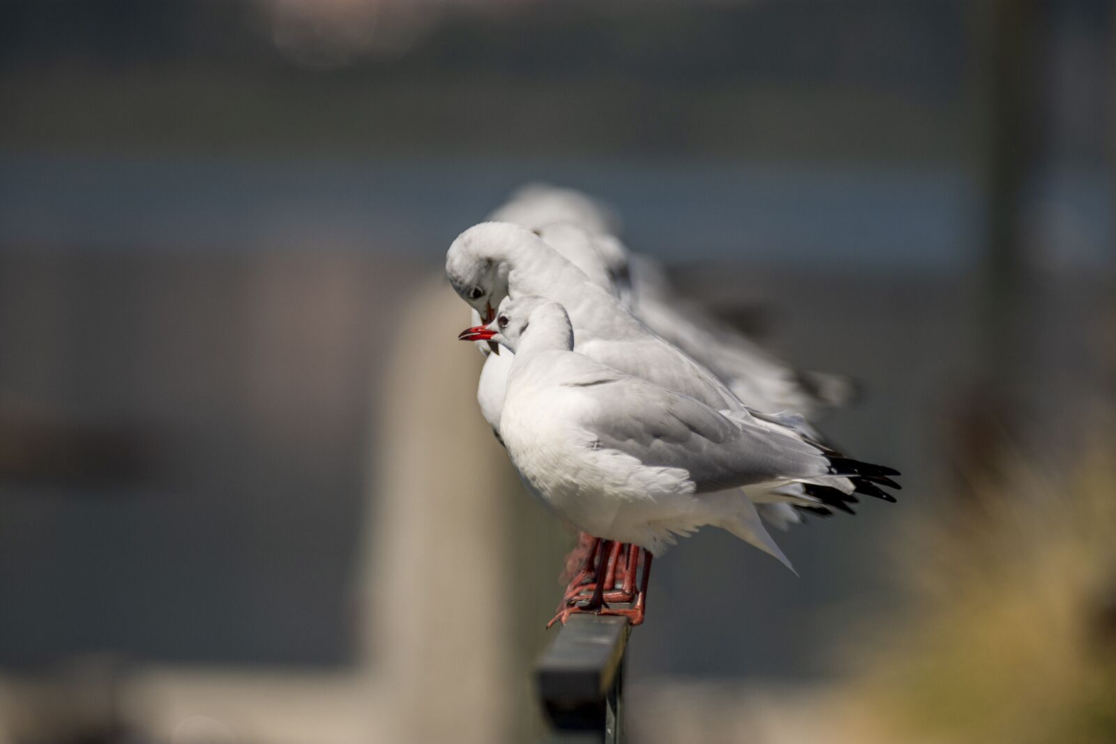 Nikon D7200 sample photo. Seagulls, bird, seagull photography