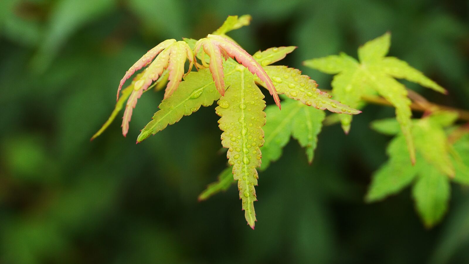 Panasonic Lumix DMC-GH3 sample photo. Maple leaf, autumn leaves photography