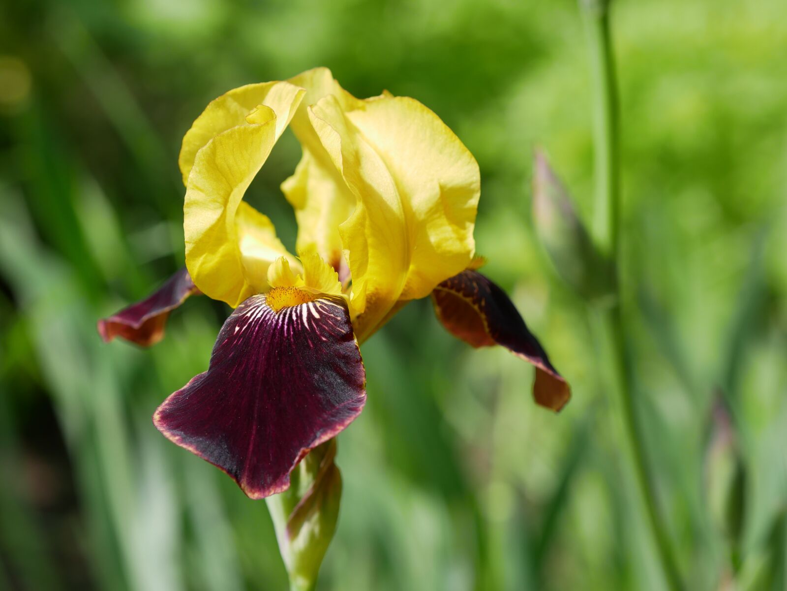 Panasonic Lumix DMC-GX85 (Lumix DMC-GX80 / Lumix DMC-GX7 Mark II) sample photo. Iris, yellow, violet photography