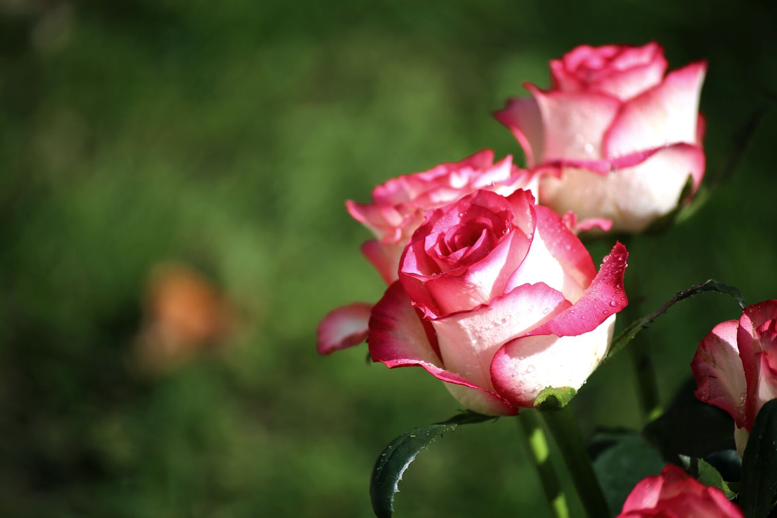 Canon EOS 6D sample photo. Flower, nature, plant photography