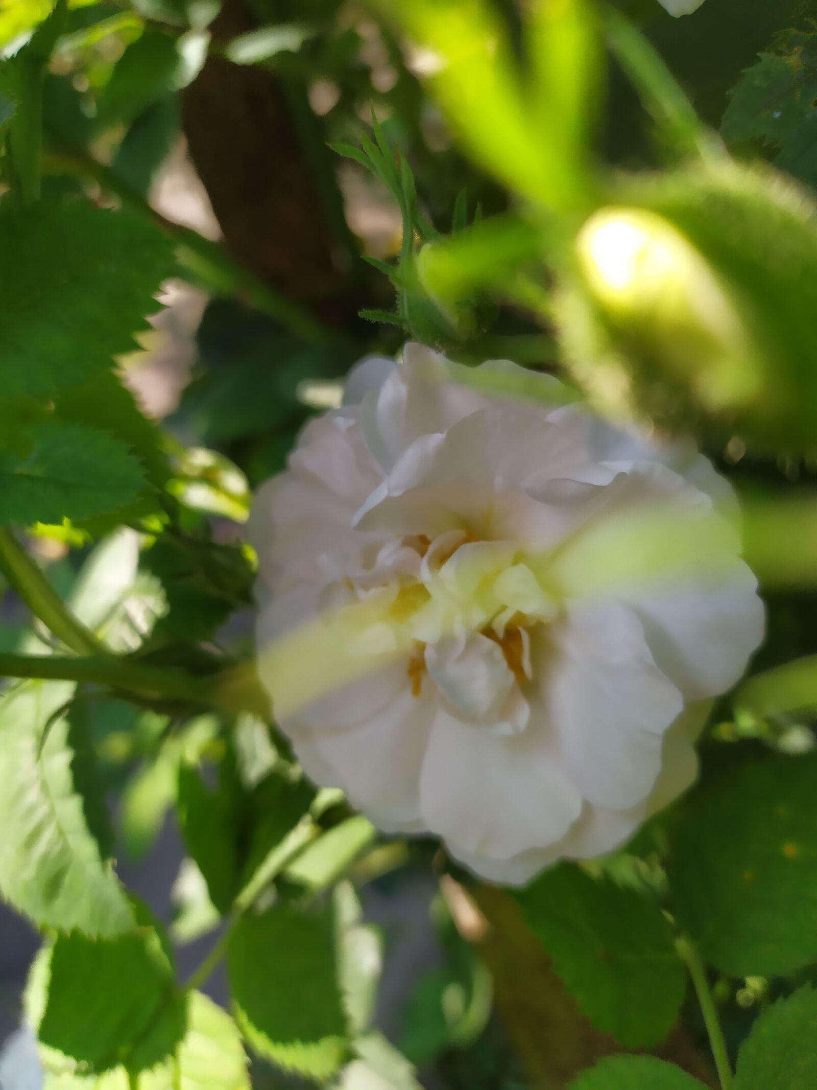 Xiaomi Redmi Note 7 sample photo. Flower, summer, natural photography