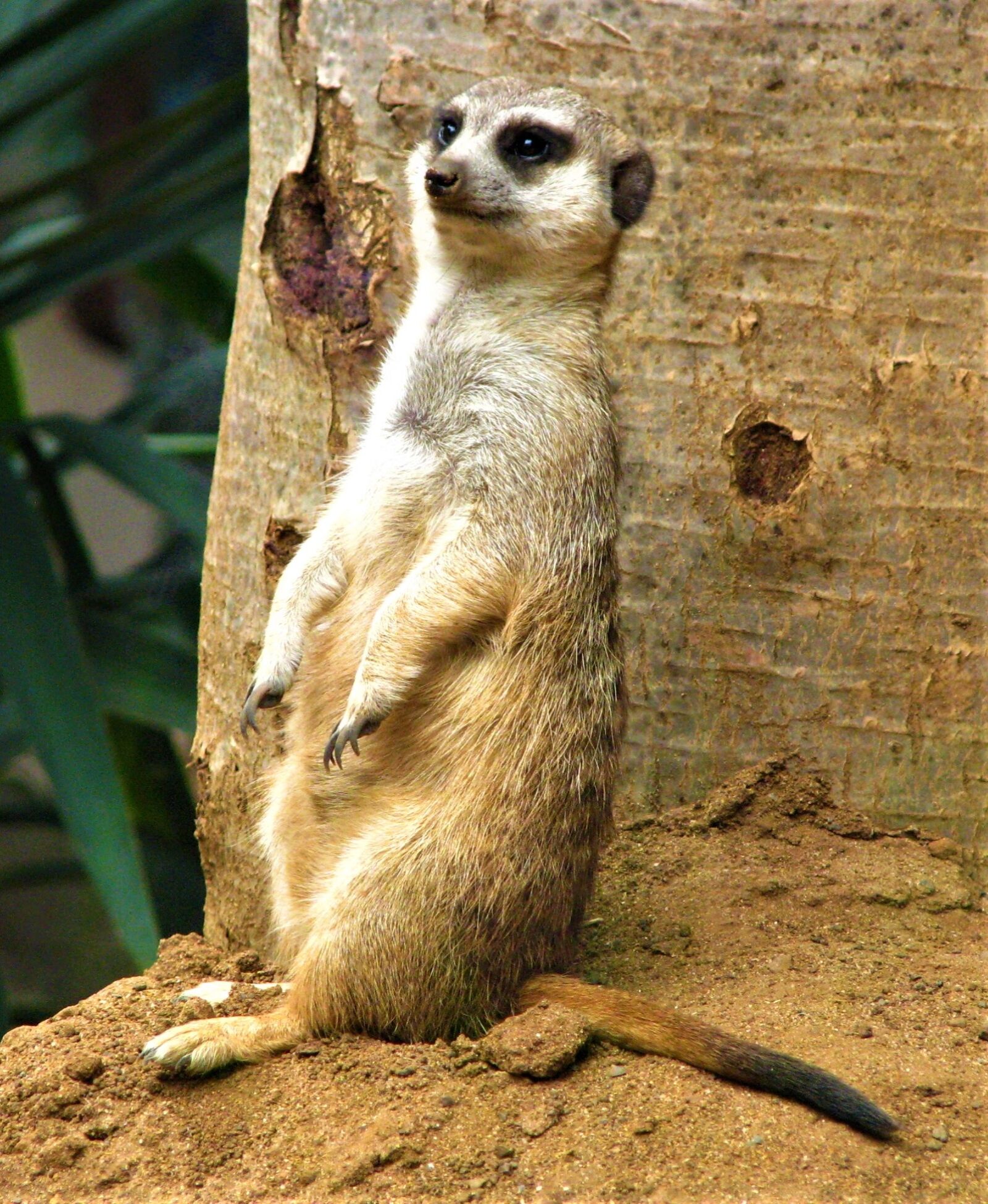 Canon POWERSHOT S5 IS sample photo. Mongoose, mammal, animal photography