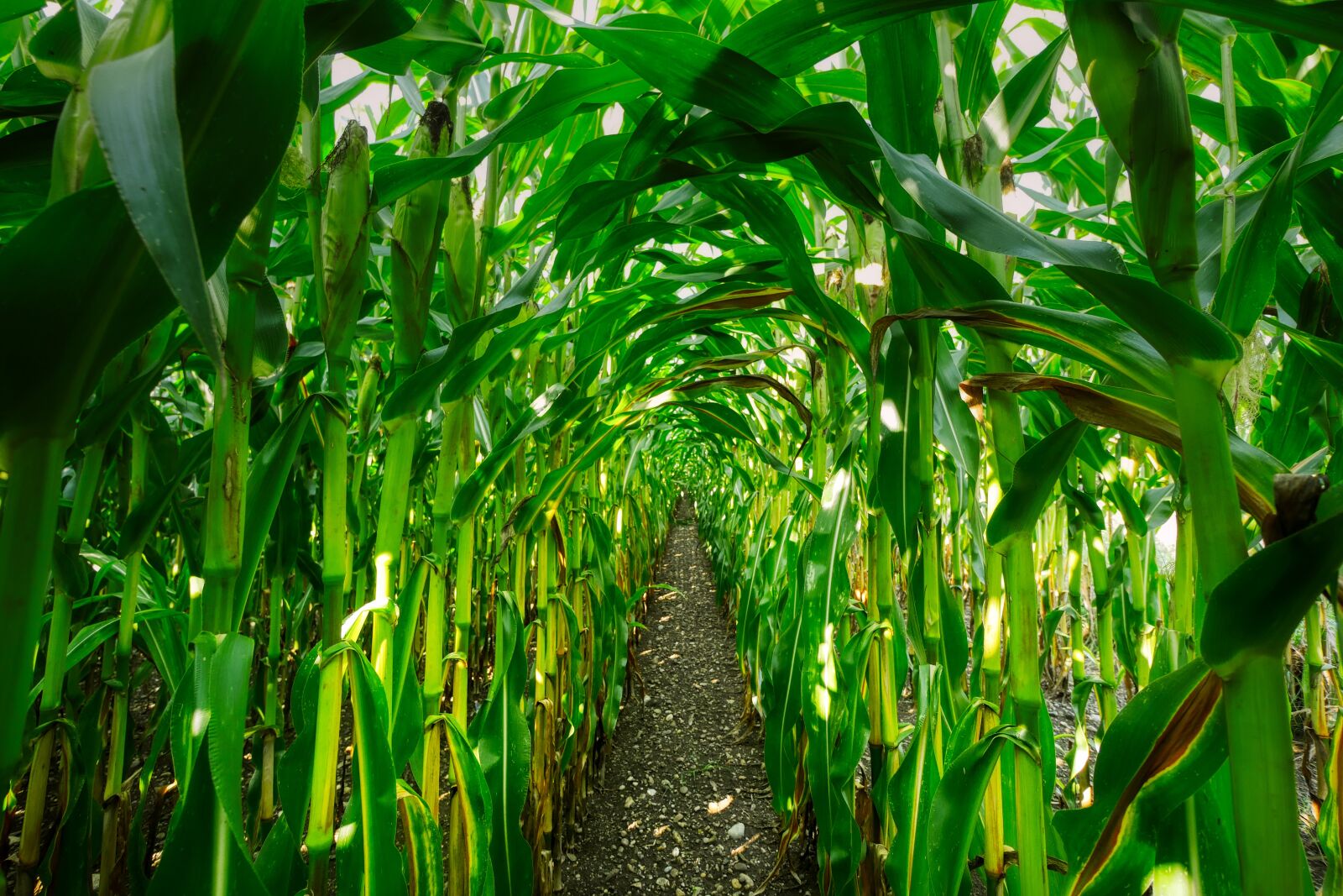 Panasonic Lumix DMC-GX8 sample photo. Corn, cornfield, corn on photography