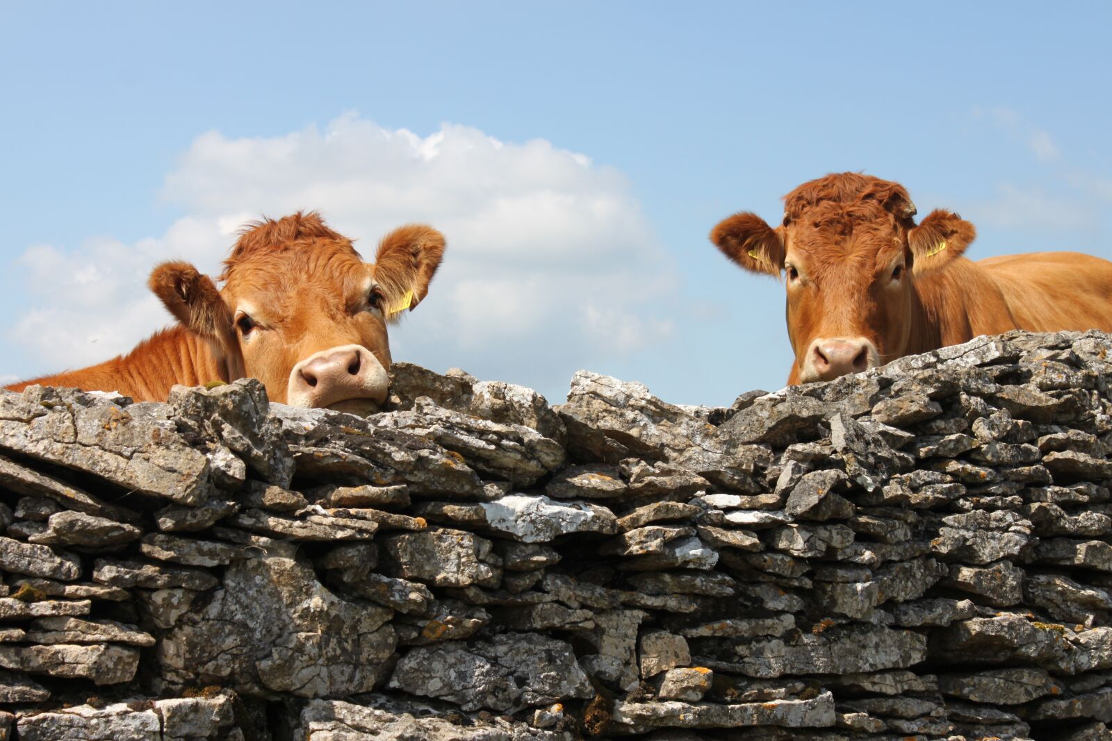 Canon EOS 500D (EOS Rebel T1i / EOS Kiss X3) sample photo. England, cows, wall photography