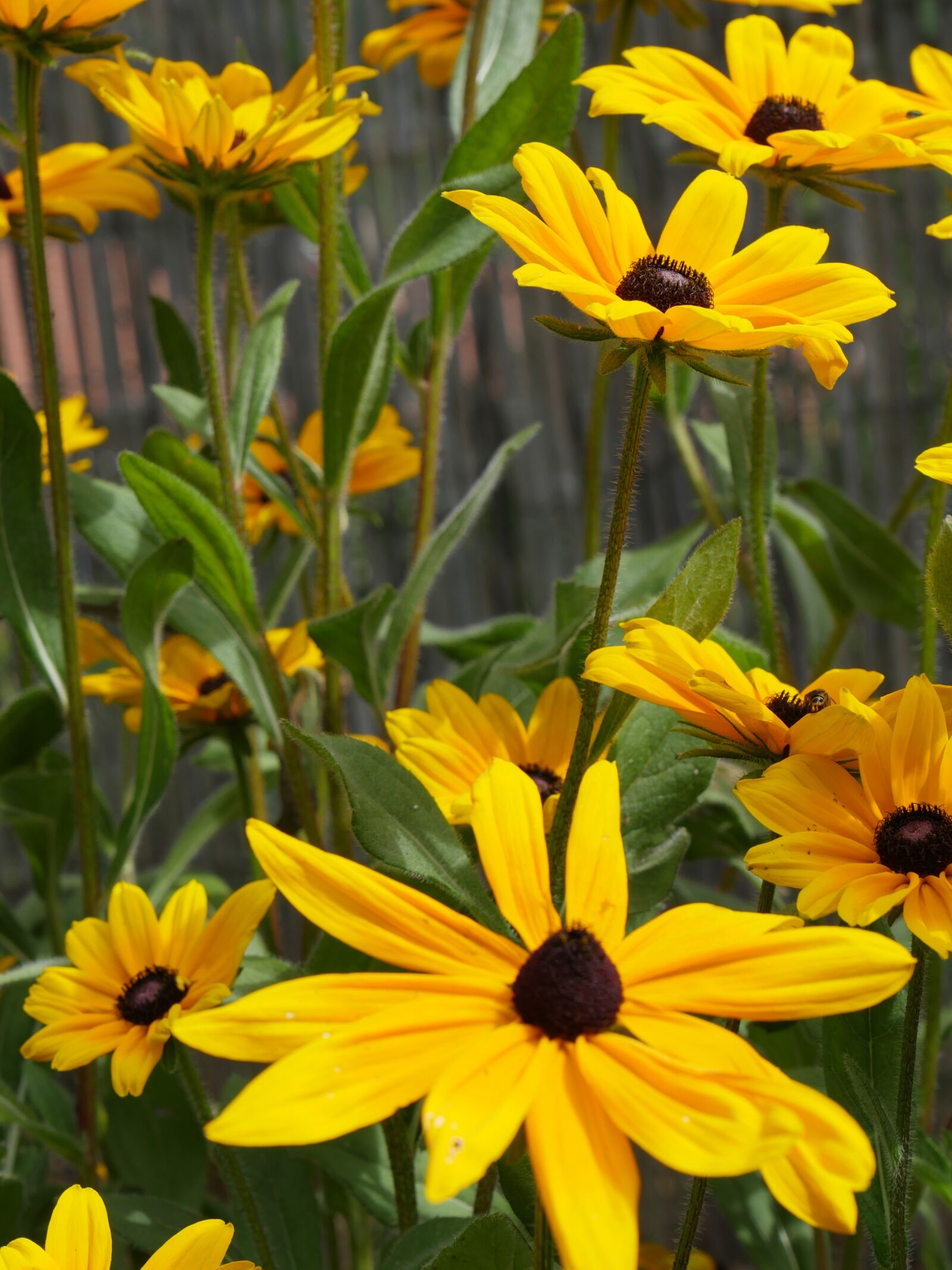 Panasonic Lumix DMC-GH4 sample photo. Flower, yellow, garden photography
