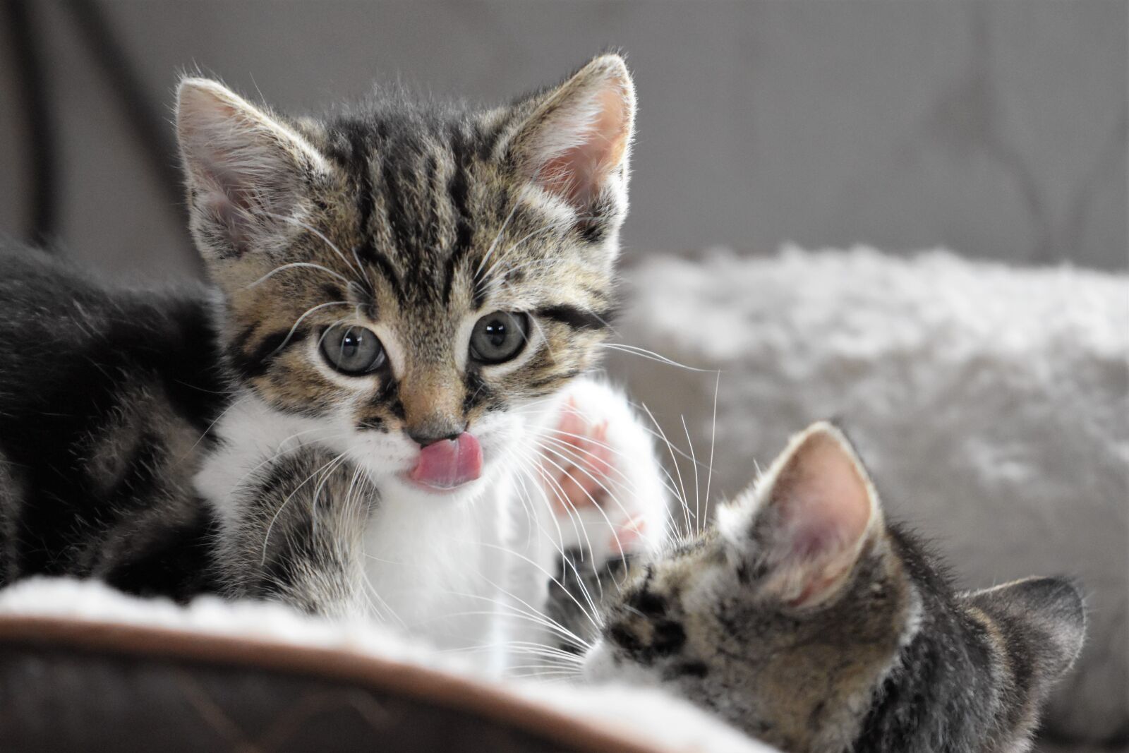Nikon D5600 sample photo. Cat, kitten, domestic cat photography
