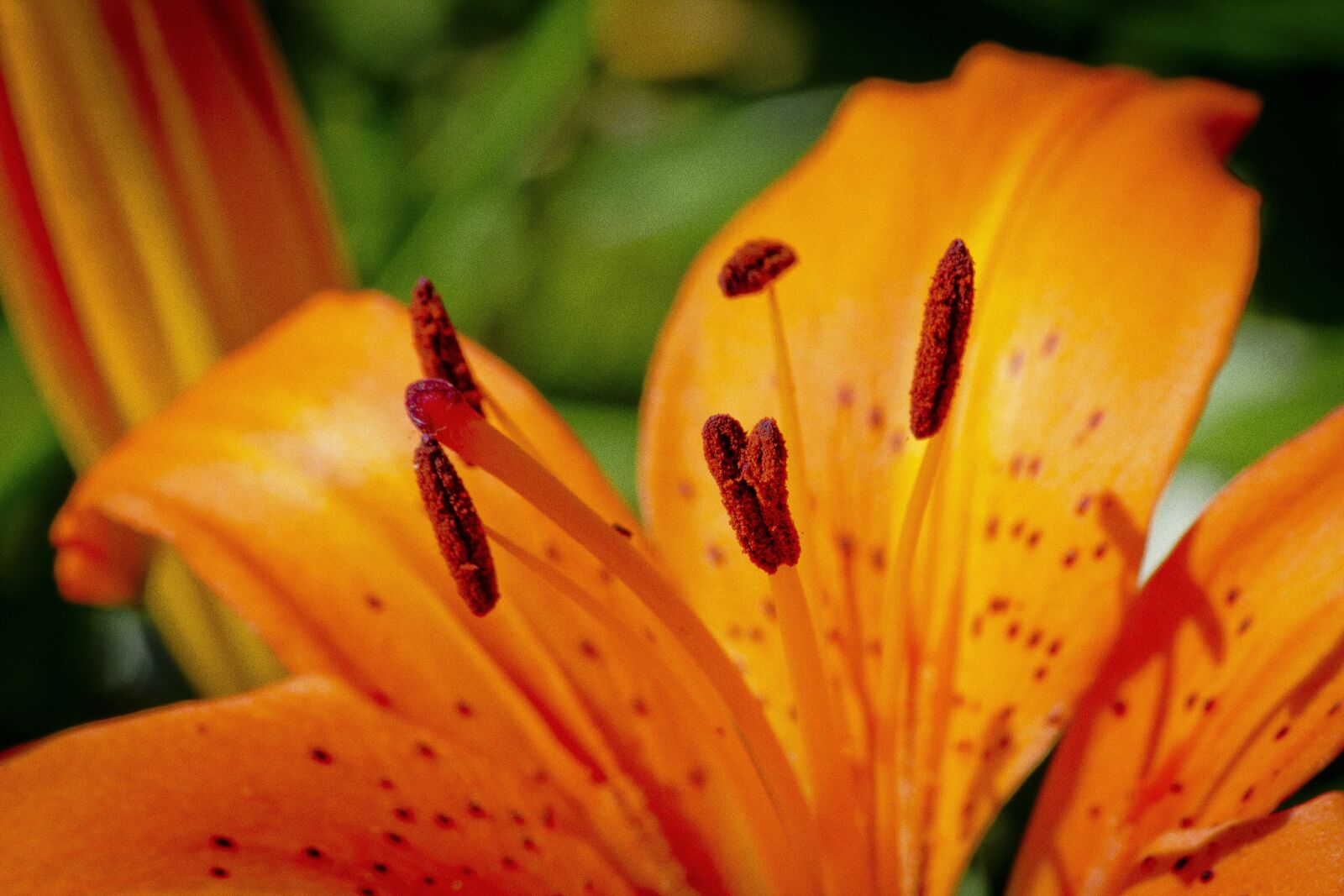 Canon EOS 600D (Rebel EOS T3i / EOS Kiss X5) sample photo. Lily, orange, closeup photography
