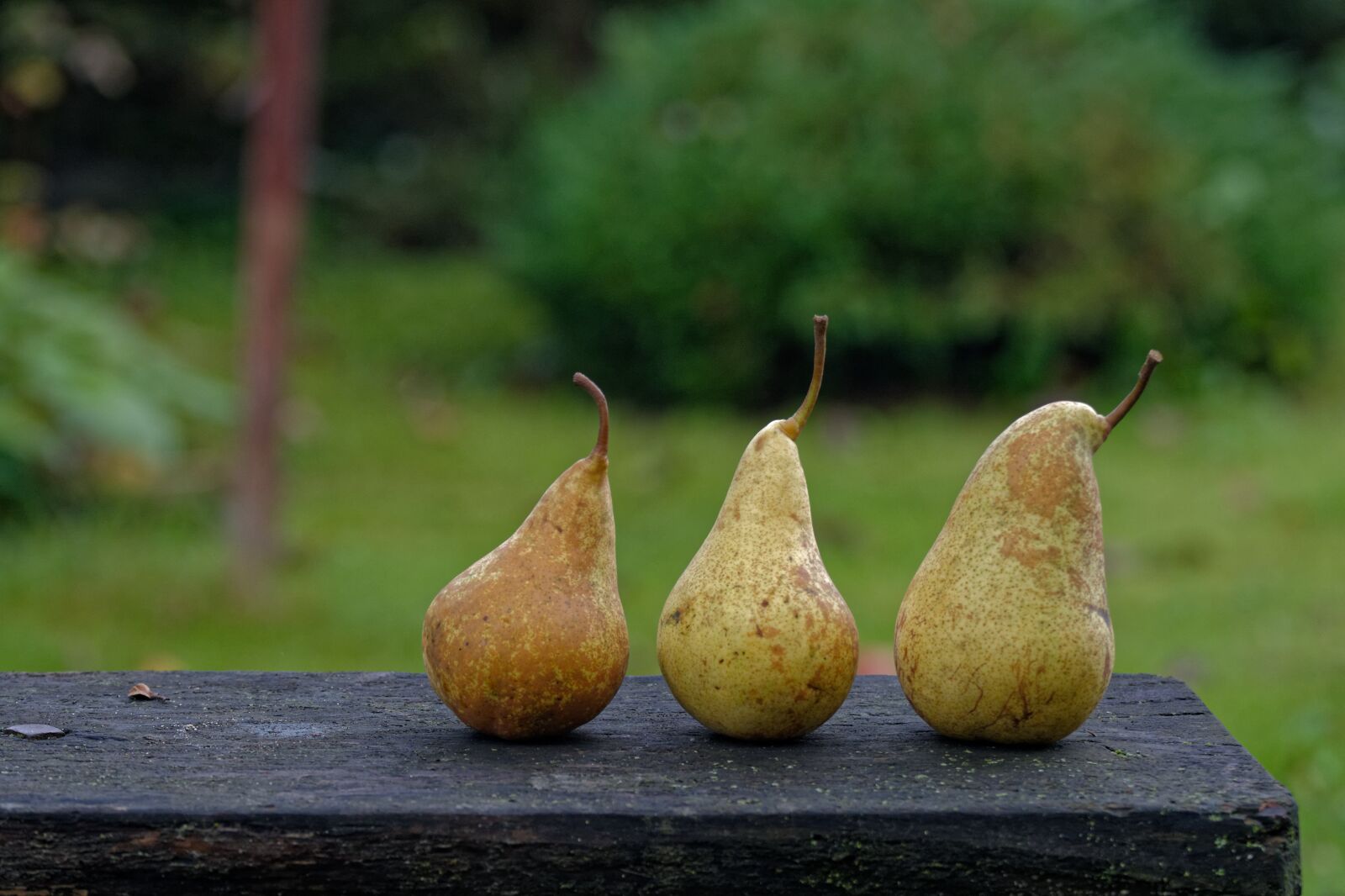 Nikon D5200 sample photo. Autumn, pear, pears photography