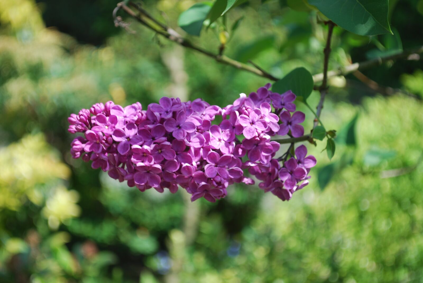 Nikon D60 sample photo. Lilac, garden, flowers photography