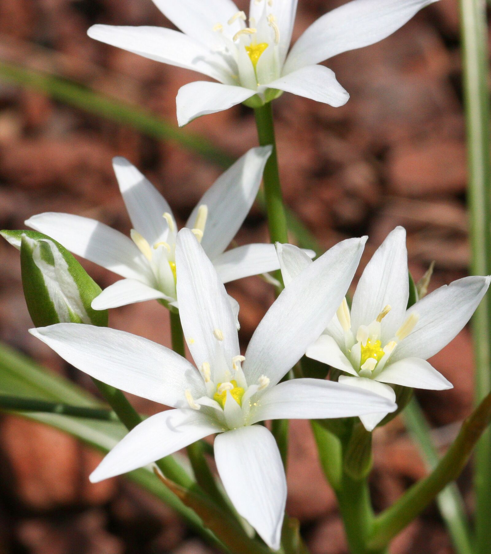Canon EOS 30D sample photo. Ornithogale, mountain, flower photography