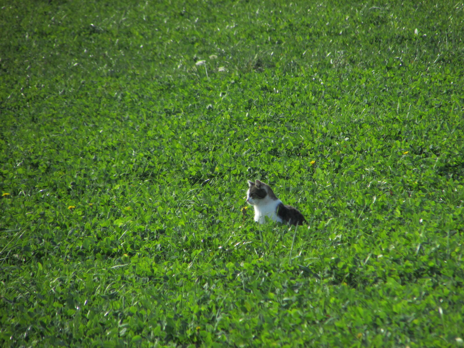 Canon PowerShot SX500 IS sample photo