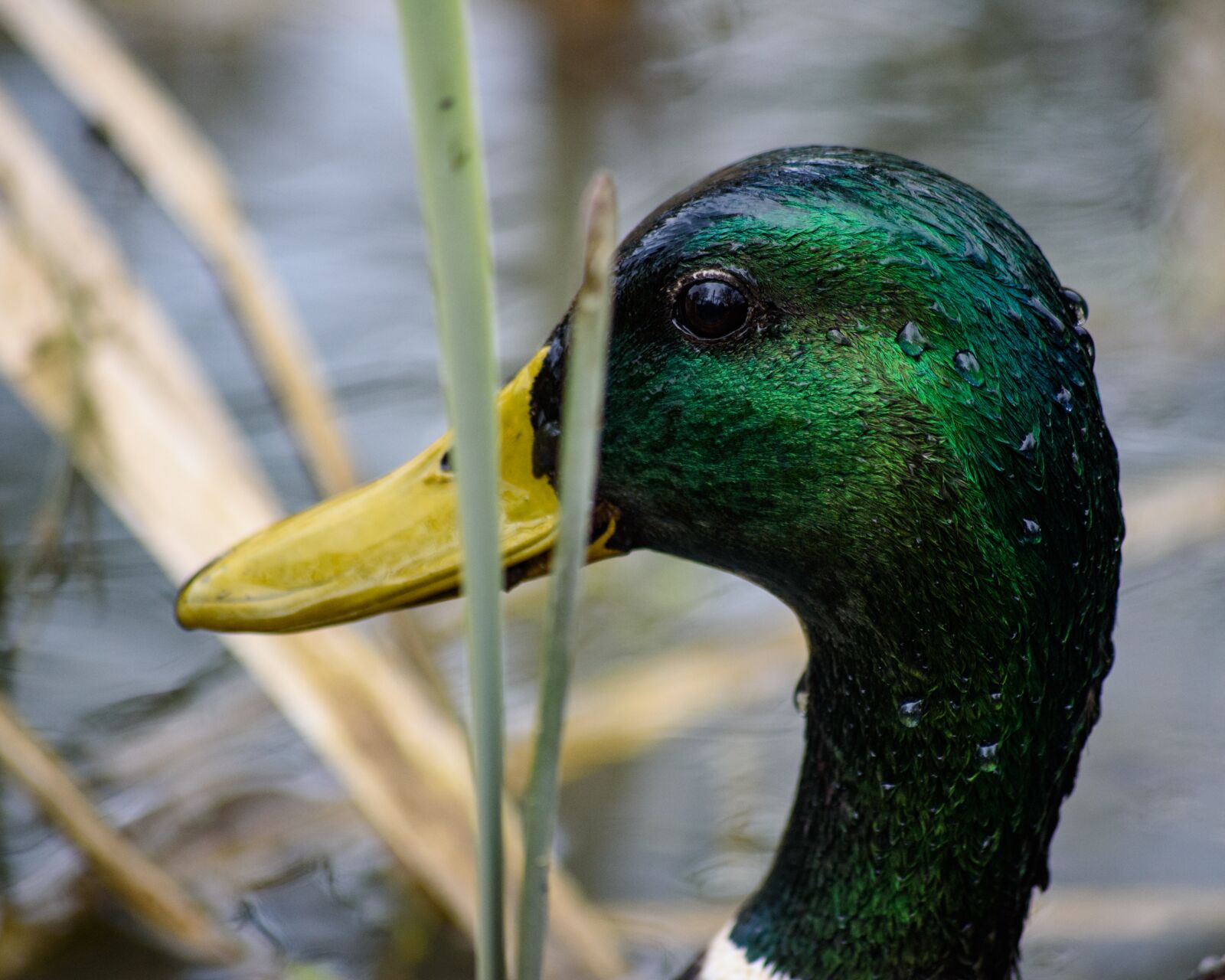 Nikon D750 sample photo. Duck, bird, pond photography