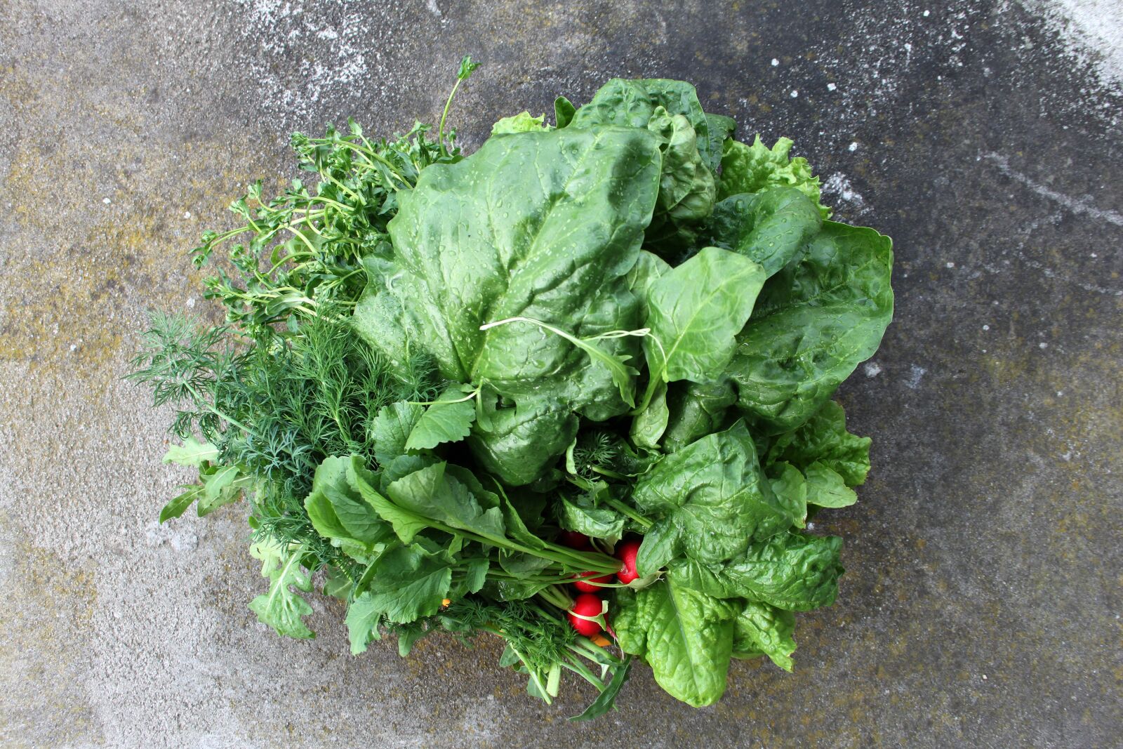 Canon EOS 500D (EOS Rebel T1i / EOS Kiss X3) sample photo. Lettuce, cabbage, young cabbage photography