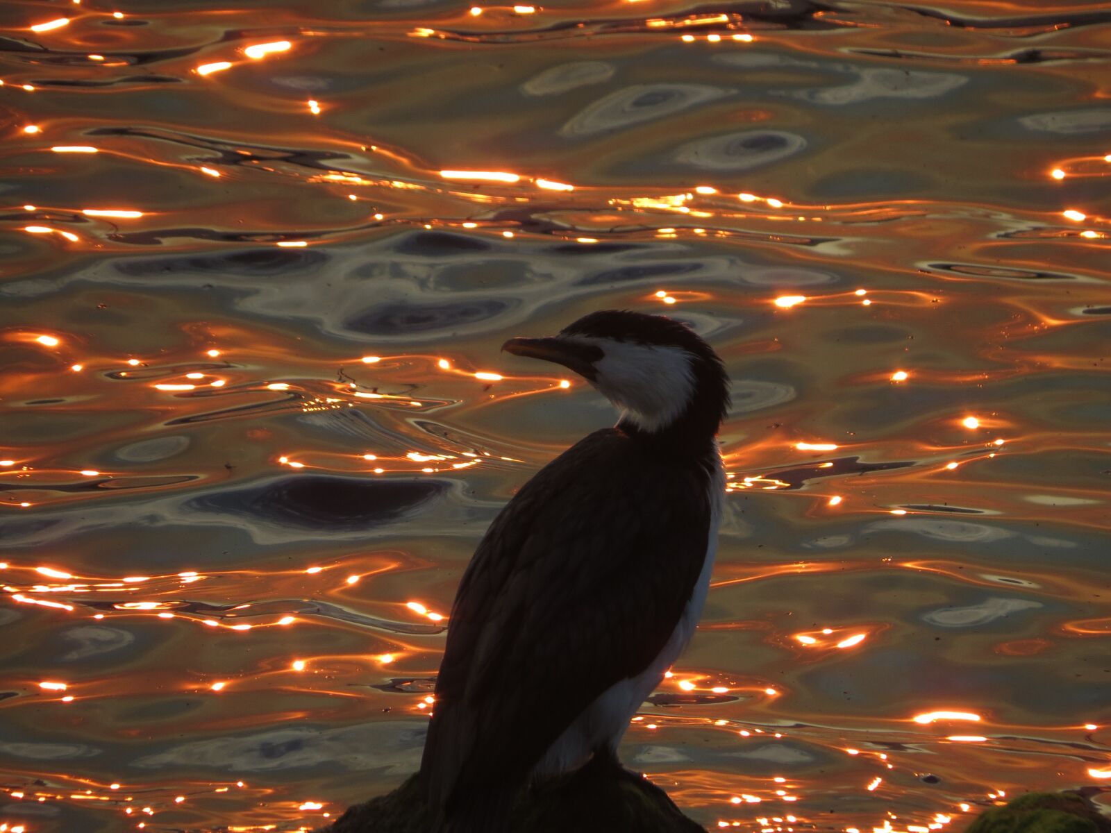 Canon PowerShot SX40 HS sample photo. Sunset, hobart photography