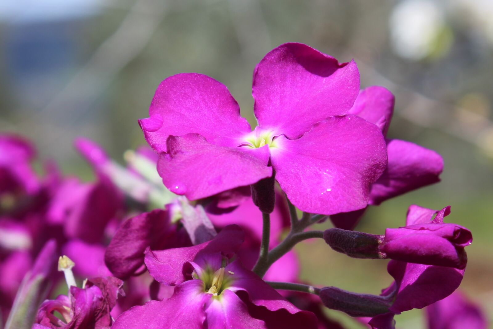 Canon EOS 1200D (EOS Rebel T5 / EOS Kiss X70 / EOS Hi) sample photo. Nature, flower, plant photography