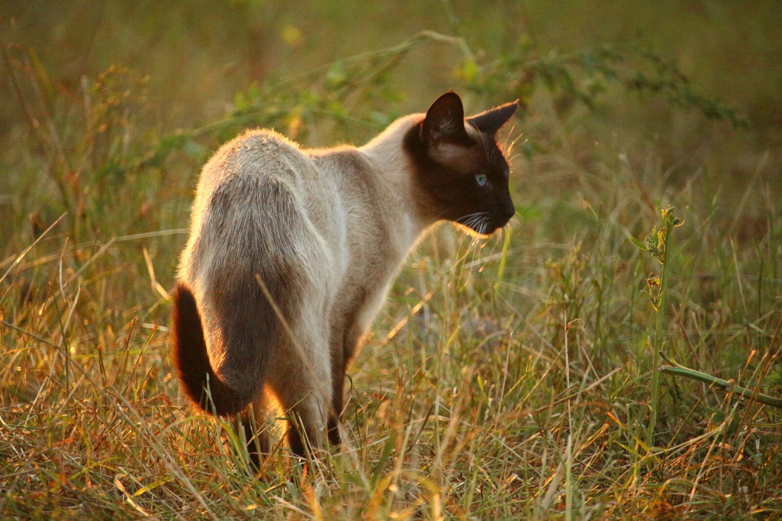 Canon EOS 100D (EOS Rebel SL1 / EOS Kiss X7) sample photo. Cat, mieze, siamese cat photography
