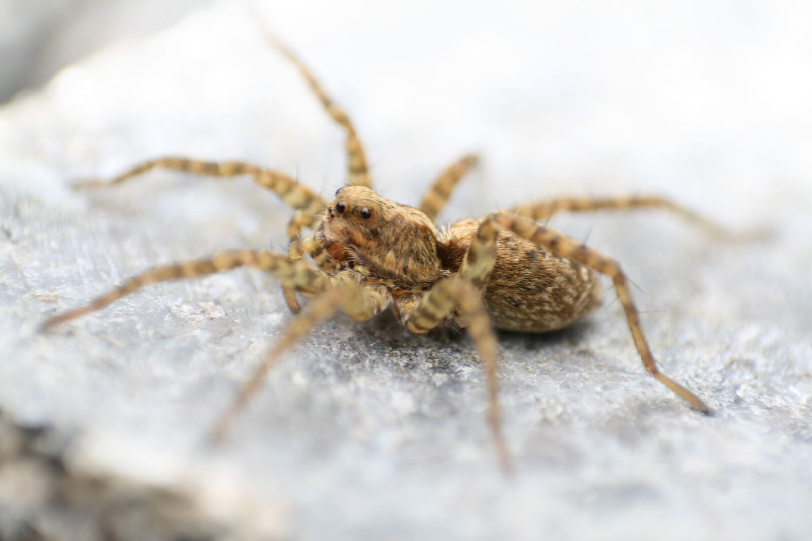 Canon EOS 400D (EOS Digital Rebel XTi / EOS Kiss Digital X) sample photo. Spider, macro, nature photography