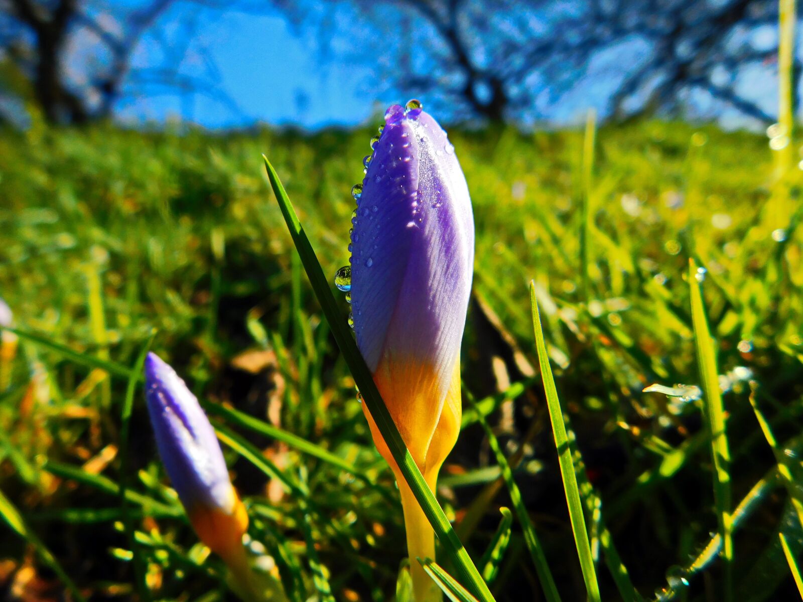 Nikon Coolpix B500 sample photo. Spring bailey, spring, bailey photography