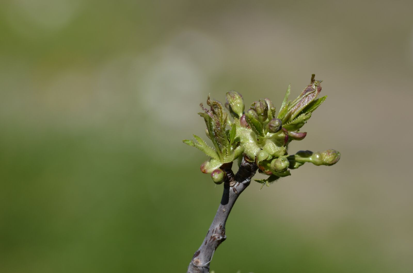 Nikon D5100 sample photo. Cherry blossoms, bud, spring photography