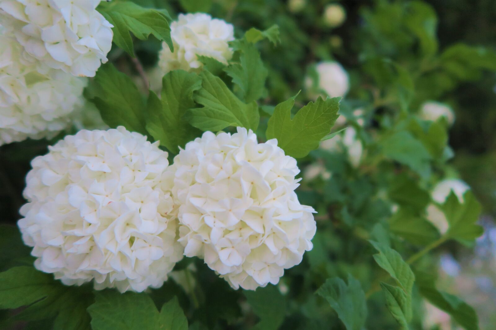 Canon PowerShot G7 X sample photo. Gulcicek, flower, nature photography