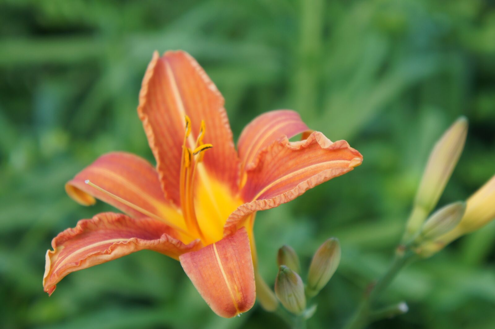 Sony Alpha NEX-C3 sample photo. Flower, orange, lily photography