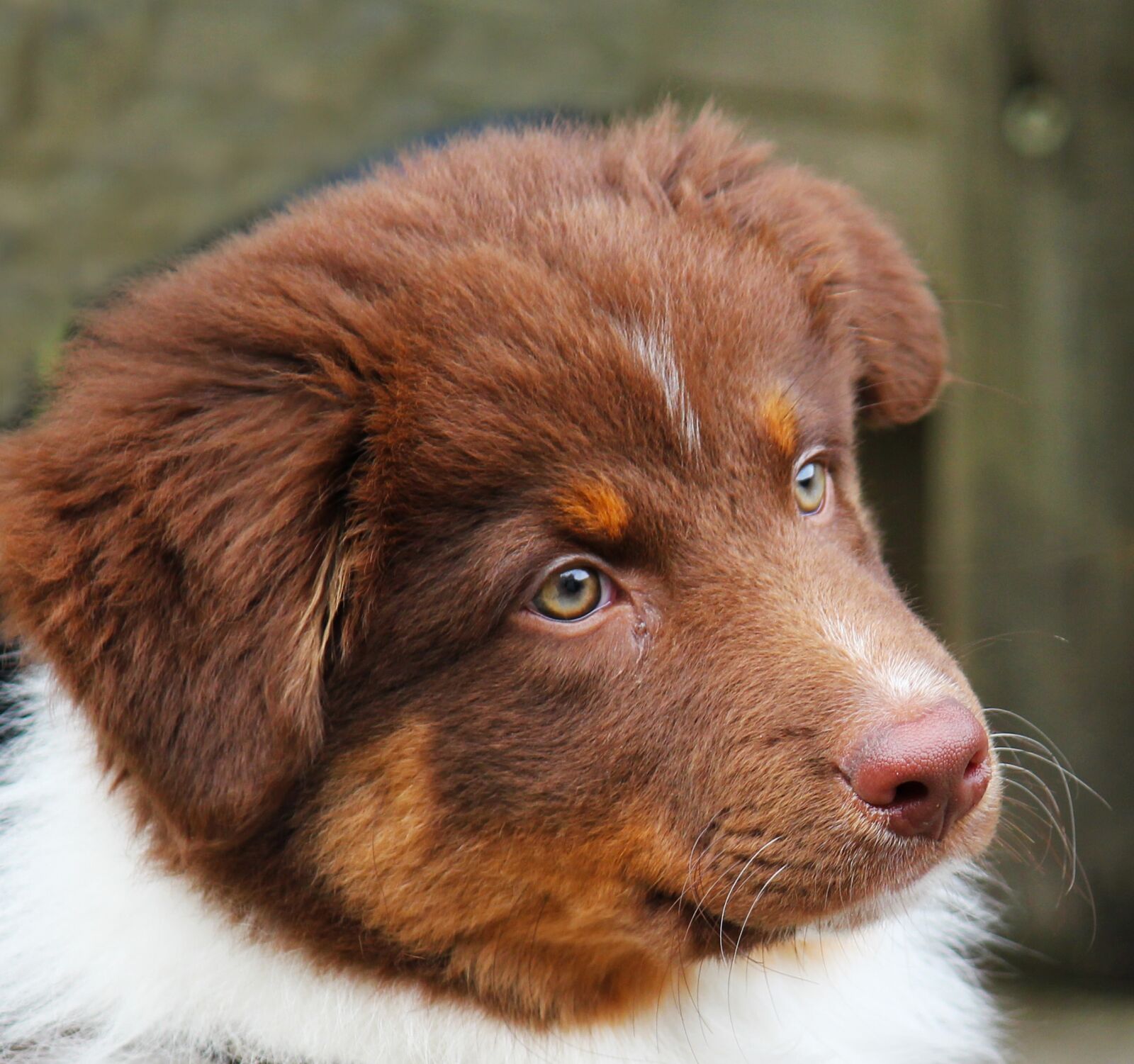Canon EOS 550D (EOS Rebel T2i / EOS Kiss X4) sample photo. Dog, young, young dog photography