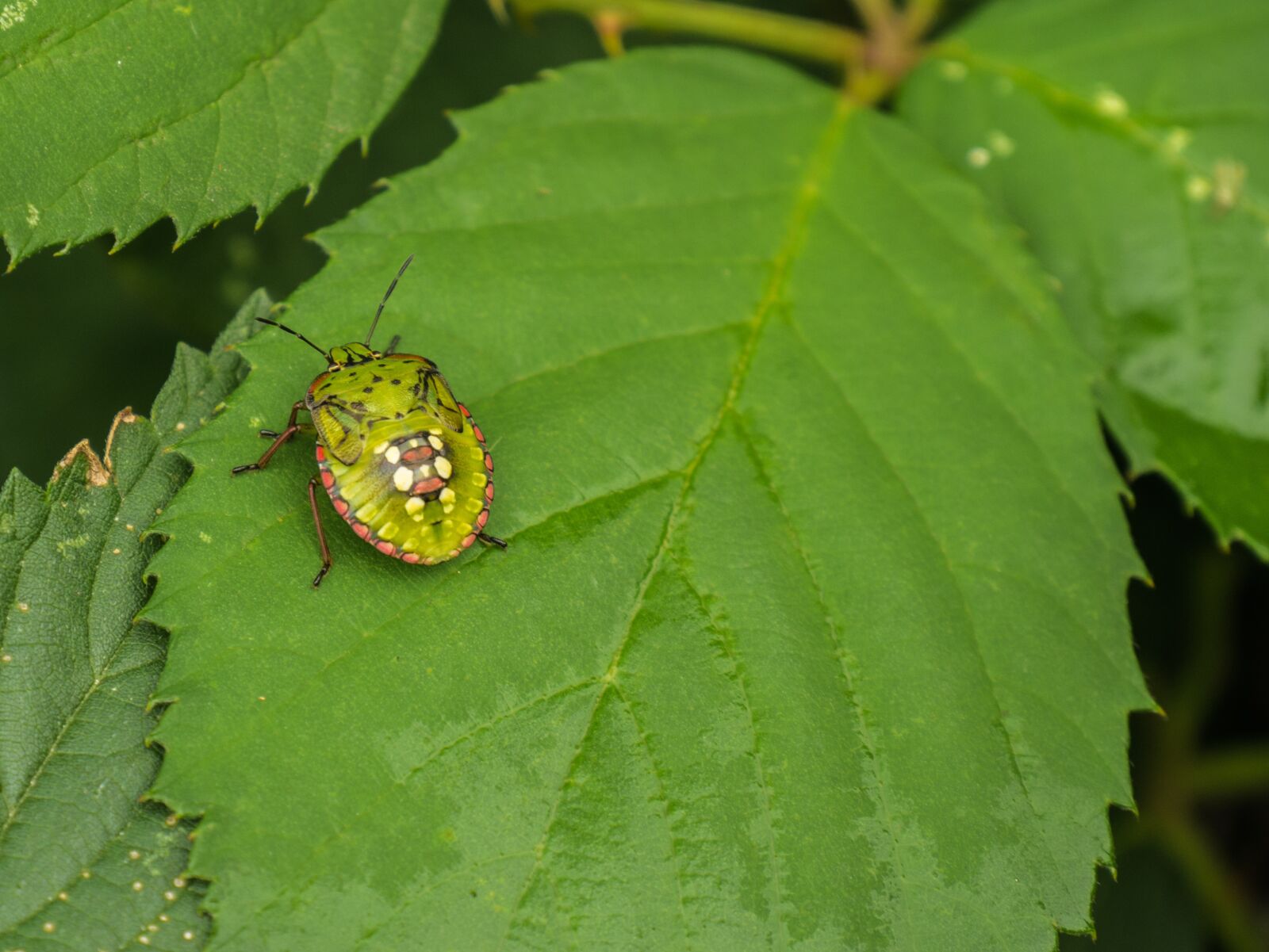 Panasonic DMC-G81 sample photo. Leaf, beetle, green photography