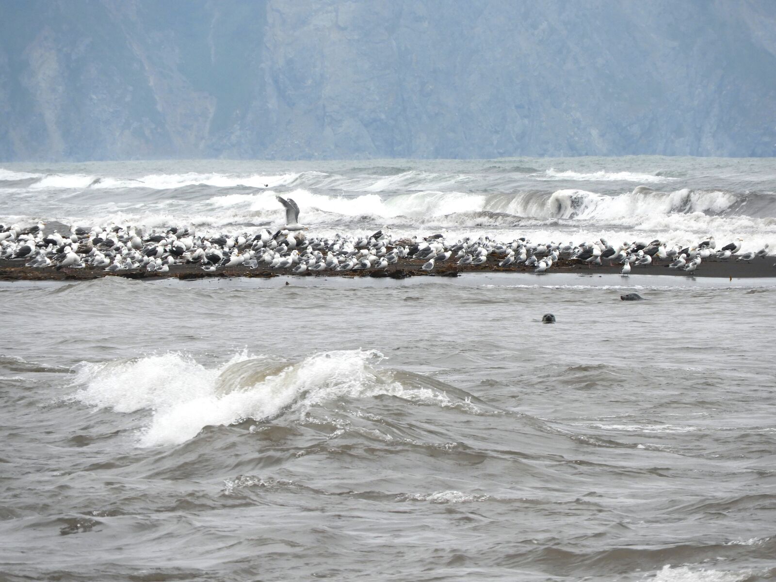 Nikon Coolpix B700 sample photo. Ocean, beach, gulls photography